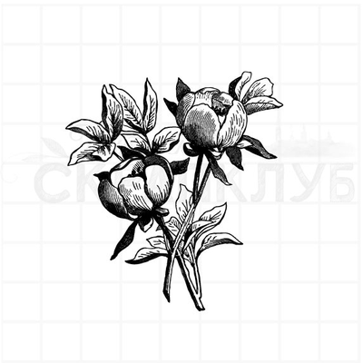 ФП штамп "Пион витмана"