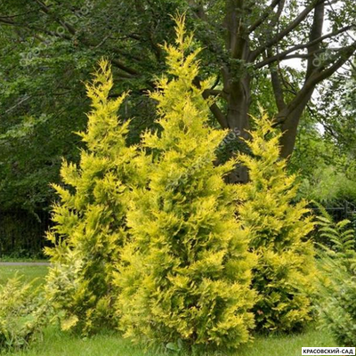 Туя Голден Брабант в саду - Красовский-Сад.рф