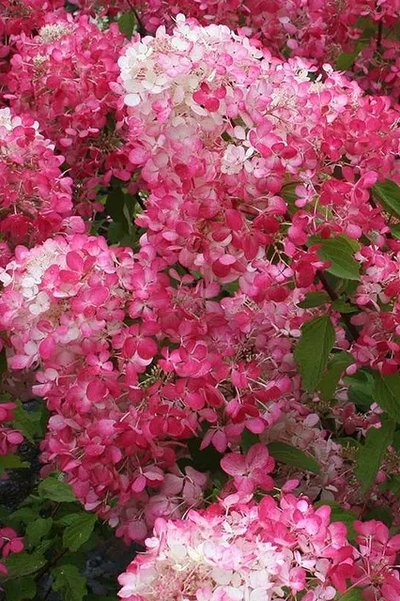 Гортензия метельчатая Pink Diamond