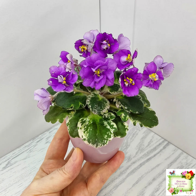 Sky Jems (Johnson) (лист посажен 29.01.26)