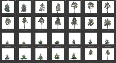 Деревья летние хвойные