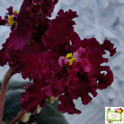 РМ-Black Cherry (Н. Скорнякова) 2022 г.