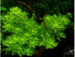 Rotala indica green