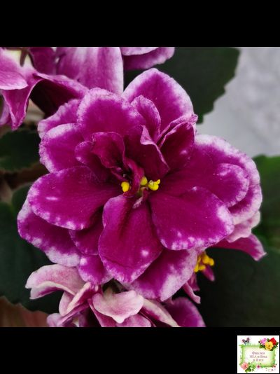 АВ-Последняя Любовь Самурая (Фиалковод) 2021 г. (лист посажен 19.01.26)