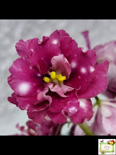 Rivermist Sizzle (J. Baker) (лист посажен 27/01/26)