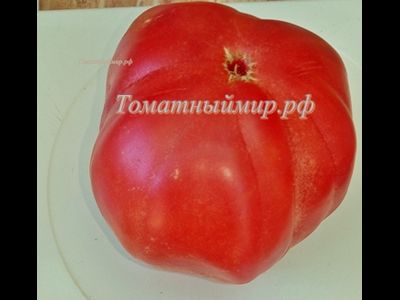 Томат Пандероза розовый Хендерсона (Henderson's Pink Ponderosa)