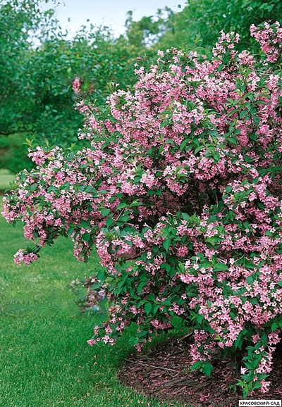 Вейгела цветущая Пинк Принцесс