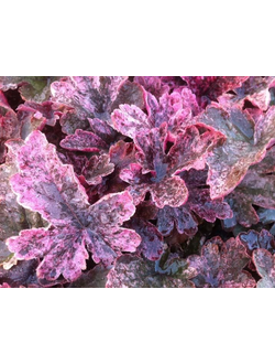 Гейхерелла Берри Физз