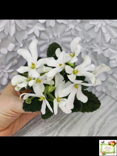 Lunar Lily white (Лунэ Лили уайт) (селекционер неизвестен)