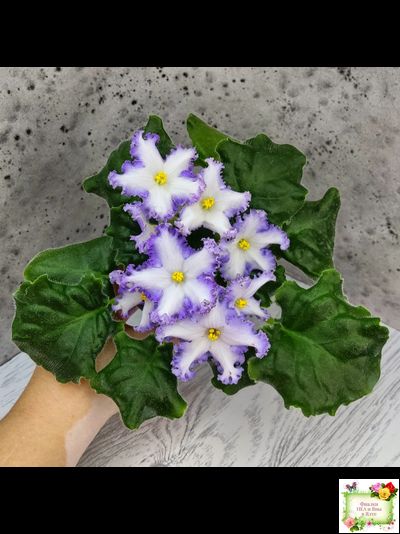 РМ-Франческа (Н. Скорнякова) 2019 г. (лист посажен 05.10.25)