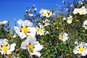Ладанник, лабданум (Cistus ladaniferus) - 100% натуральное эфирное масло