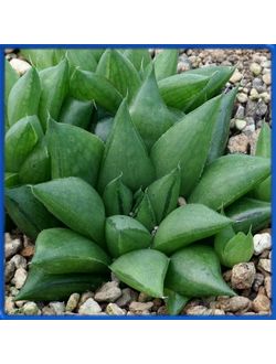 Haworthia reddi, Waterdown Dam