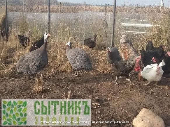 Фермерские цесарки