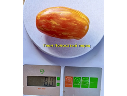 Томат Гном Полосатый перец  (Dwarf Pepper Like Stripe)