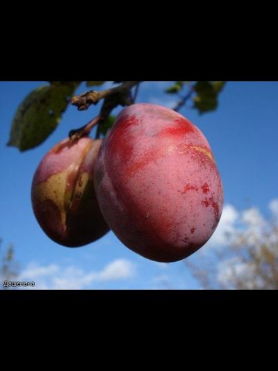 Дашенька (слива)