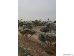 Ниваки - Бонсай садовый сосна Ватерери - Watereri