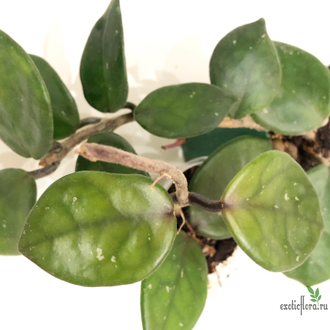 Hoya Carnosa Chelsea Clon A