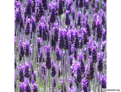 Лаванда Виктори - Victory