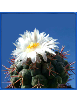 Thelocactus lloydii SB 113