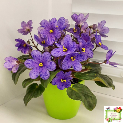 Winnie The Pooh (LLG/Sorano) (клакамас)