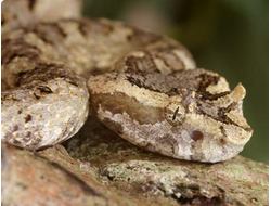 Рогатая куфия(Protobothrops cornutus, илиTrimeresurus cornutu)