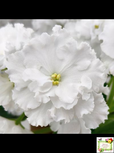 Свадебный Букет (К. Морев)