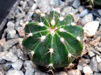 Melocactus schatzlii (D=35мм)