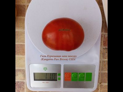 Томат Гном Лапа кенгуру коричневый, (Dwarf Kangaroo Paw Brown)