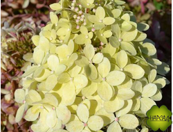 ГОРТЕНЗИЯ метельчатая "XS ЛАЙТ". КАРЛИКОВЫЙ СОРТ. Можно на балкон и в вазон на веранду