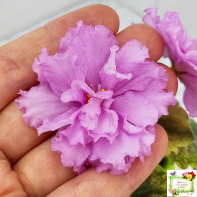 АВ-Поющие Пески (Фиалковод) 2021 г. (гёрл-листья с кроновой пестролистностью)