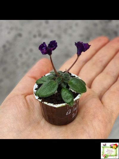 Hunter's Black Talon (K. Muzalewski)