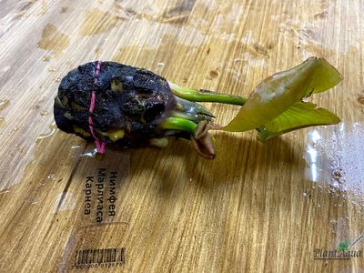 Нимфея Марлиаса Карнеа