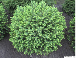 Ель Карел - Karel