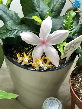 Hoya Multiflora ‘orange flowers’