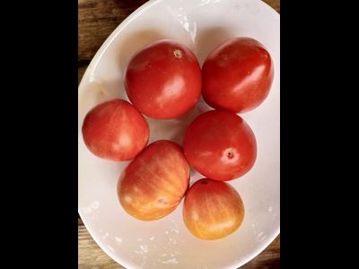 Томат Эм-чемпион