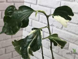 Piper sarmentosum albomarginata variegated / перец сарментозум вариегатный