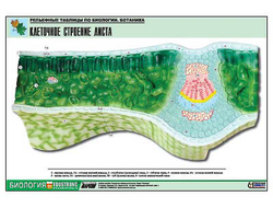 Рельефная таблица "Клеточное строение листа" (формат А1, матовое ламинир.)