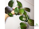 Hoya cv. Genieve (MB-1141)