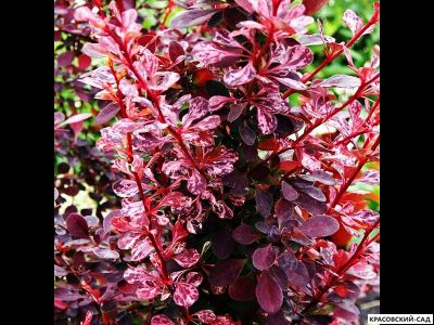 Барбарис Роуз Глоу - Rose Glow