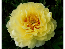 Пионы (Paeonia)