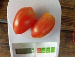 Томат Гном Затонувший персик (Dwarf Sunkissed Peach), США, Австралия