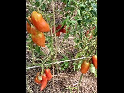 Томат Аббаттиста паста (Abbattista paste)