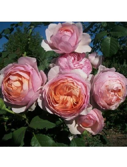 Питер Пауль Рубенс (Peter Paul Rubens)