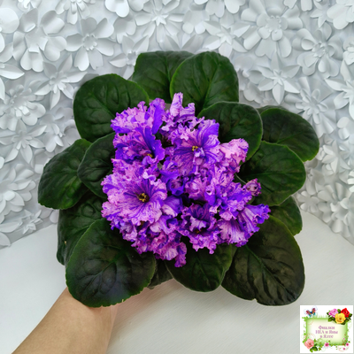 ВаТ-Инопланетянин (Т. Валькова) 2015 г.