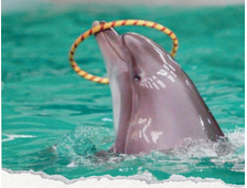 DELFINARIUM W HURGHADZIE - POKAZ DELFINÓW