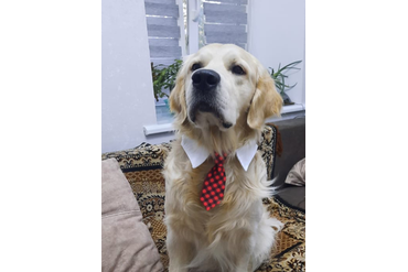 Юран (Русское Золото Юран), 1 год