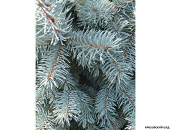 Ель Хупси - Hoopsii