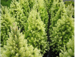 Ель канадская Daisy's White, C2