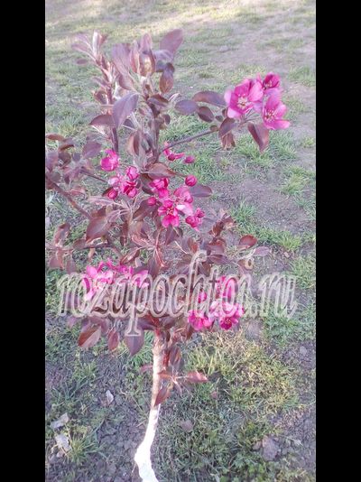 Яблоня Ред Кетти (Red Ketti)