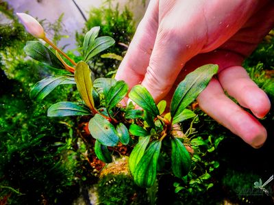 Буцефаландра sp. Apple leaf (горшок)